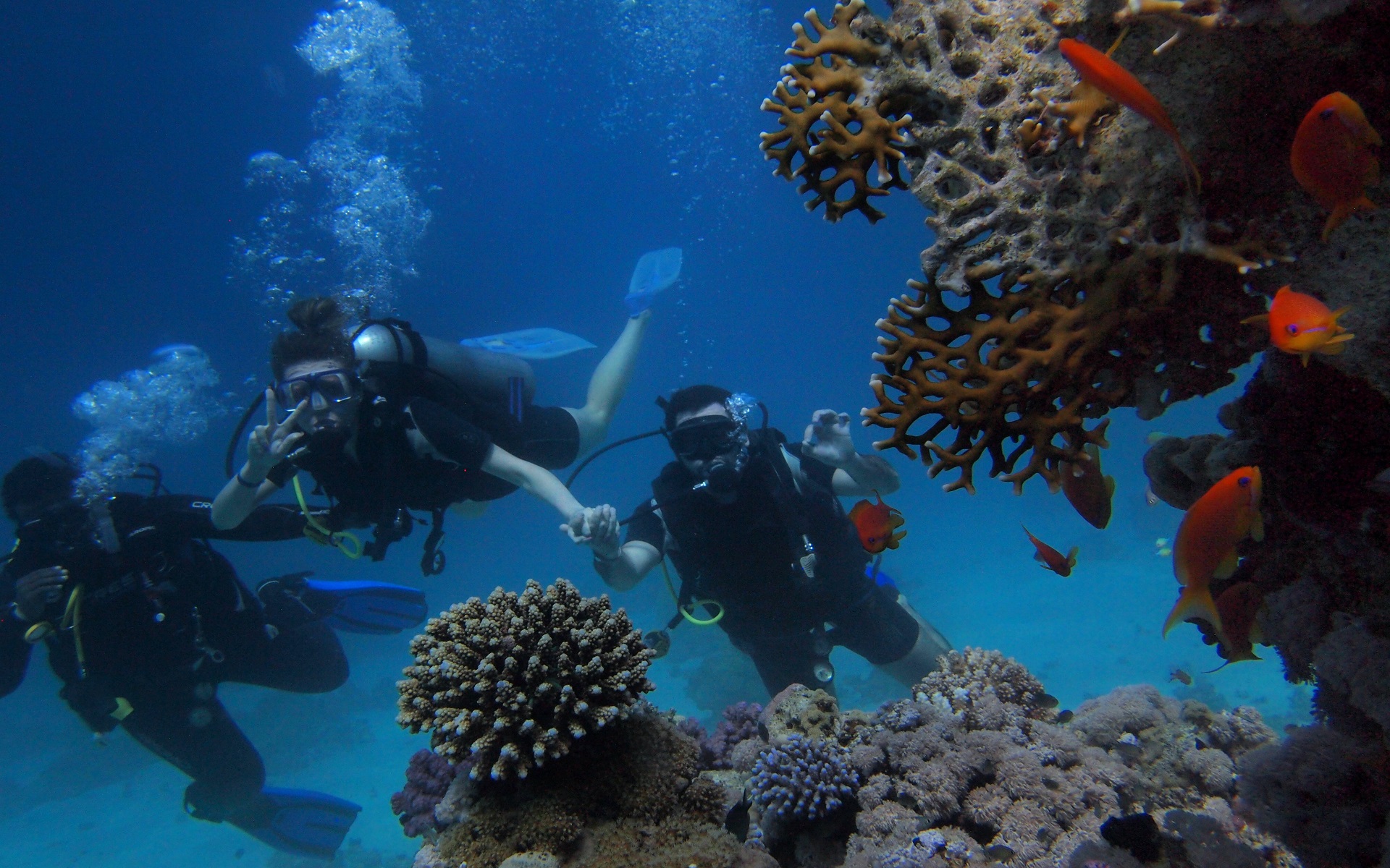 'Image taken underwater of a group of people scuba diving with fishes'