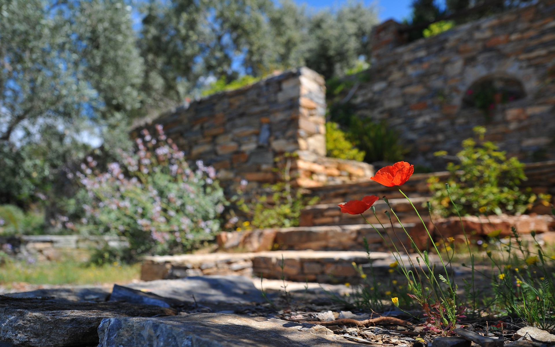 'Image of our resort's garden'